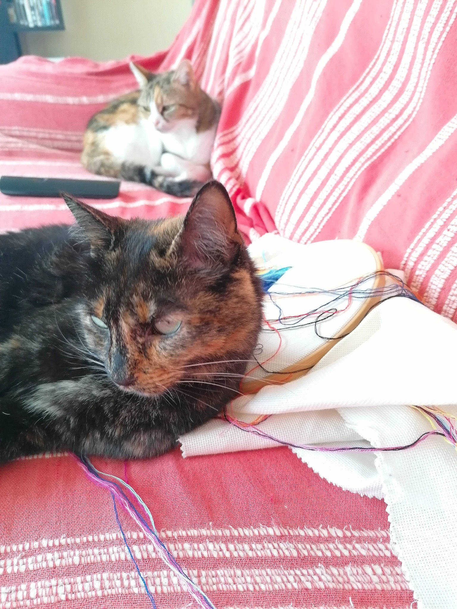 Zina a rejoint le concours — aidez-le/la à gagner de superbes lots ! bed, bed_sheet, bedding, carnivore, cat, claw, comfort, domestic_short_haired_cat, felidae, fur, lap, linens, magenta, nap, pattern, room, sitting, small_to_medium_sized_cats, textile, whiskers