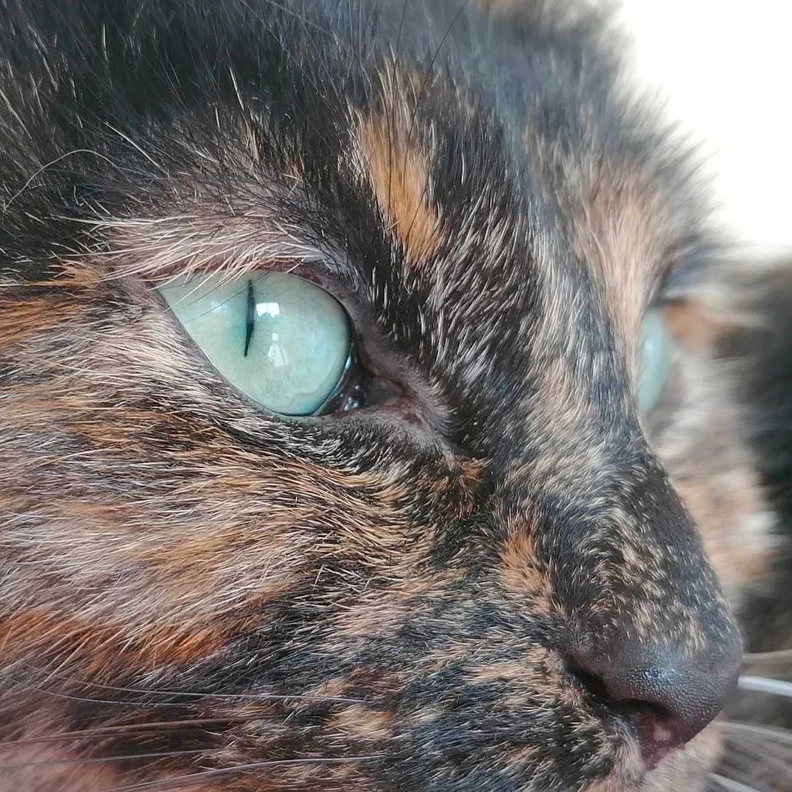 Zina
