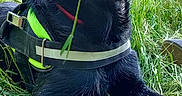 Sam participe au concours pour gagner de l'argent avec cette photo : dog, black_dog, grass, outdoor, nature, greenery, canine, pet, animal, daylight, field, harness, resting, summer, leaf, flora, muzzle, snout, ears, relaxed