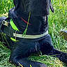 dog, black_dog, grass, outdoor, nature, greenery, canine, pet, animal, daylight, field, harness, resting, summer, leaf, flora, muzzle, snout, ears, relaxed