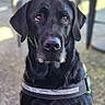 dog, black_labrador, pet, animal, outdoor, leash, sitting, muzzle, fur, eyes, collar, waiting, canine, companionship, quiet, daylight, table, chair, background, closeup
