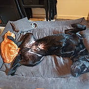 Sam participe au concours pour gagner de l'argent avec cette photo : black_dog, orange_cat, pet_bed, indoor, relaxed, sleeping_cat, lying_dog, cozy, furniture, floor, pillow, domestic_animals, companion_animals, friendship, resting, wooden_floor, shelving_unit, collar, chain, home