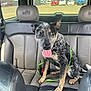 Rip is registered to the contest to win money with this photo: dog, car, leather_seat, backseat, tongue_out, happy, pet, vehicle_interior, window, parked_cars, seatbelt, leash, brown_tan, black, speckled_coat, ears_up, sitting, daylight, outdoor_view, excited
