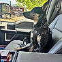 dog, vehicle_interior, seat, harness, window, tree, daylight, looking_out, car_door, side_mirror, pet, leaves, sunlight, animal, interior, sitting, dashboard, pen, box, gray_seat