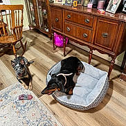 Rip joined the competition — help win amazing prizes! dog, dog_bed, wooden_chair, wooden_floor, rug, furniture, cabinet, living_room, pet, indoor, black_dog, spotted_dog, collar, toy, decor, photograph, glass_cabinet, portrait, relaxing, home