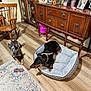 dog, dog_bed, wooden_chair, wooden_floor, rug, furniture, cabinet, living_room, pet, indoor, black_dog, spotted_dog, collar, toy, decor, photograph, glass_cabinet, portrait, relaxing, home