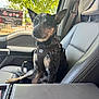 dog, car_interior, dog_harness, seat, window, green_leaves, sunlight, pet, animal, passenger_seat, resting, black_and_white, short_hair, calm, domestic_animal, side_view, daylight, vehicle, seatbelt, leather_seat