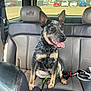 dog, pet, car_interior, leather_seat, backseat, sitting, tongue_out, alert, parking_lot, car, window, daylight, happy, animal, canine, seatbelt, headrest, leash, muzzle, ears