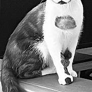 Vadrouille a rejoint le concours — aidez-le/la à gagner de superbes lots ! cat, animal, pet, feline, sitting, wide_eyes, black_and_white, couch, fur, tail, whiskers, indoor, portrait, curious, looking, striped, domestic_cat, furniture, edge, closeup