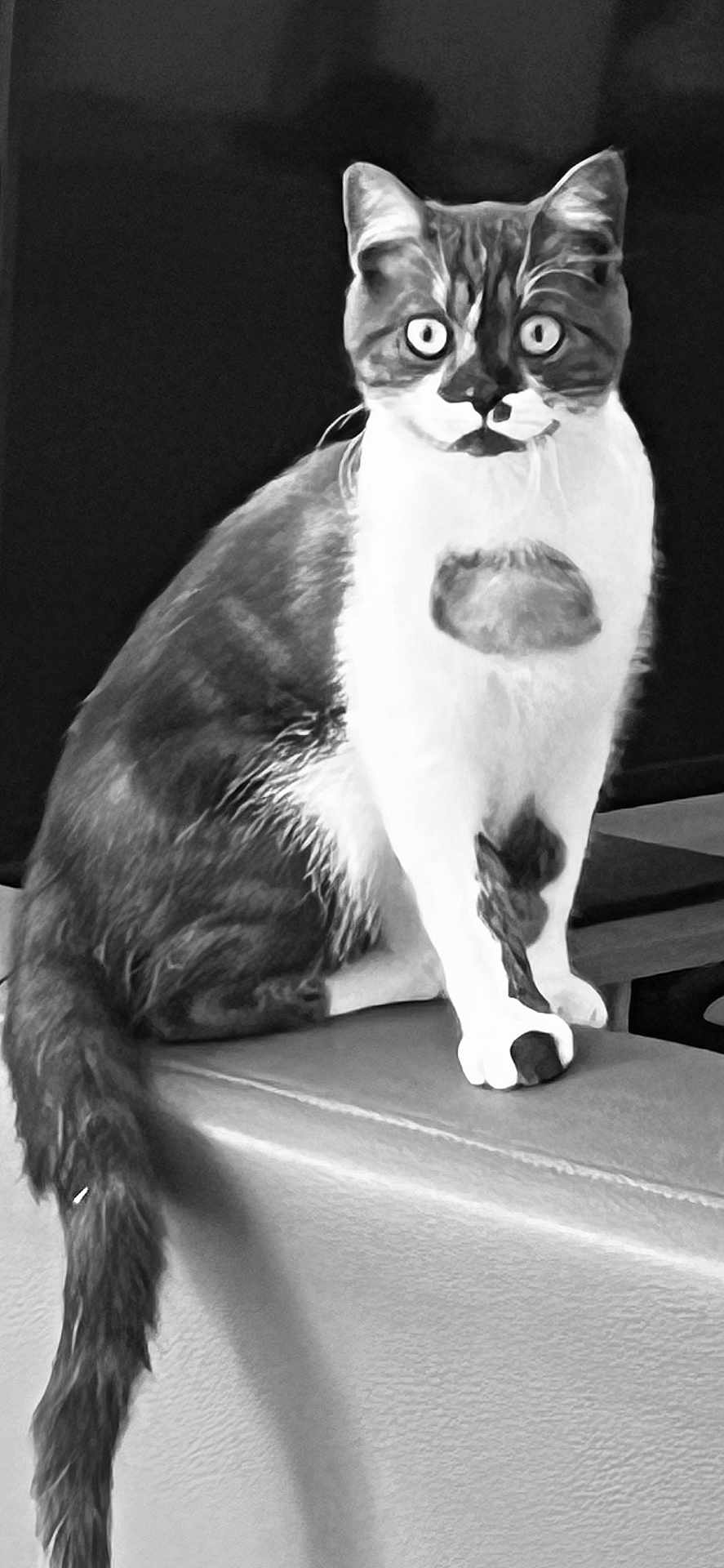 Vadrouille a rejoint le concours — aidez-le/la à gagner de superbes lots ! cat, animal, pet, feline, sitting, wide_eyes, black_and_white, couch, fur, tail, whiskers, indoor, portrait, curious, looking, striped, domestic_cat, furniture, edge, closeup