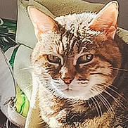 Kitty participe au concours pour gagner de l'argent avec cette photo : animal, blanket, cat, closeup, comfort, cozy, ears, face, feline, fur, home, indoor, pet, relaxed, resting, sleepy, soft, sunlight, tabby_cat, whiskers