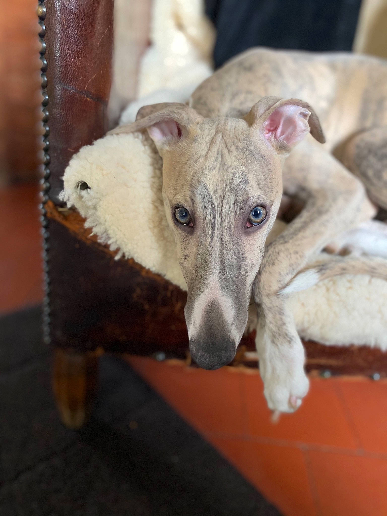 Rubbens a rejoint le concours — aidez-le/la à gagner de superbes lots ! canidae, carnivore, companion_dog, dog, dog_breed, fawn, fur, magyar_agar, metal, non_sporting_group, paw, rampur_greyhound, sighthound, snout, sporting_group, terrestrial_animal, whiskers, wood, working_animal