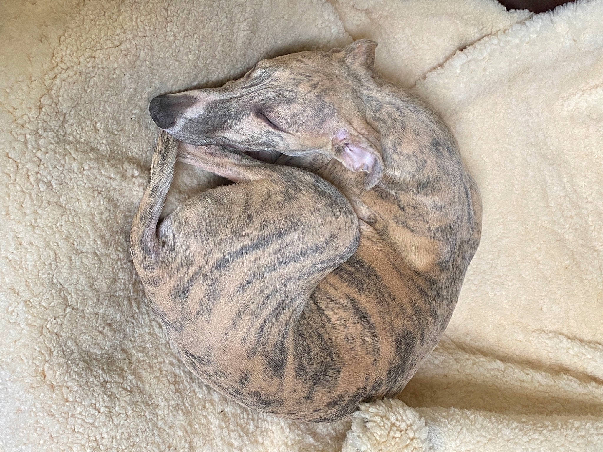 Rubbens a rejoint le concours — aidez-le/la à gagner de superbes lots ! carnivore, comfort, dog_breed, felidae, flightless_bird, fur, paw, small_to_medium_sized_cats, snout, terrestrial_animal, whiskers