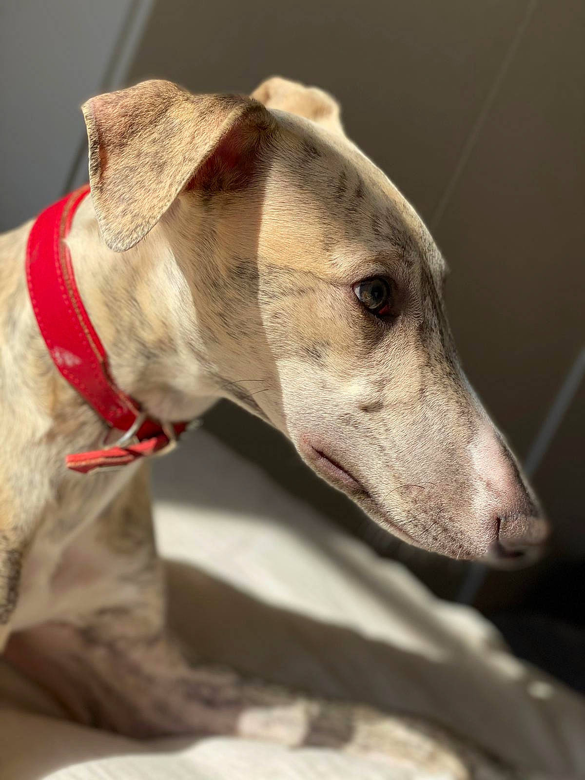 Rubbens participe au concours pour gagner de l'argent avec cette photo : canidae, carnivore, collar, companion_dog, dog, dog_breed, dog_collar, fawn, hortaya_borzaya, jaw, magyar_agar, metal, polish_greyhound, rampur_greyhound, sighthound, snout, sporting_group, terrestrial_animal, whiskers, working_animal