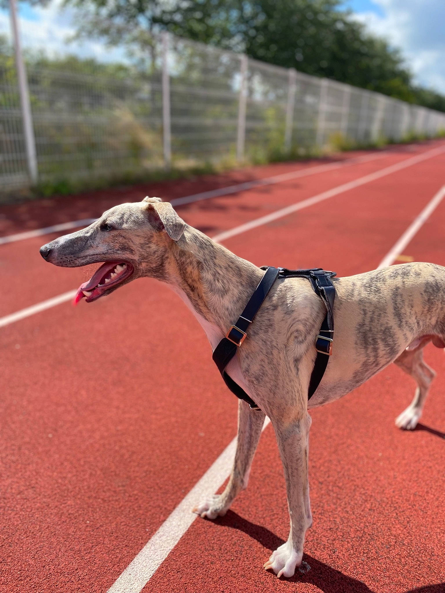 Rubbens participe au concours pour gagner de l'argent avec cette photo : asphalt, carnivore, collar, companion_dog, dog, dog_breed, dog_collar, dog_supply, fawn, leash, magyar_agar, pet_supply, rampur_greyhound, road_surface, sighthound, sky, snout, tail, tree, working_animal