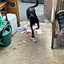 Viper a rejoint le concours — aidez-le/la à gagner de superbes lots ! dog, black_dog, running, motion_blur, outdoor, clutter, watering_can, wooden_bench, papers, concrete_floor, shed, garden_tools, doorway, wall, furniture, animal, pet, yard, playful, mess