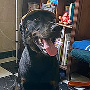 Viper a rejoint le concours — aidez-le/la à gagner de superbes lots ! dog, hat, indoor, floor, checkered_floor, tongue_out, happy, sitting, shelf, books, toys, black_dog, tan_markings, pet, home, furniture, wooden_shelf, smiling, animal, canine