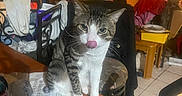 Mister is registered to the contest to win money with this photo: cat, chair, clothing, clutter, curious, domestic_animal, floor, furniture, household_items, indoor, interior, looking_at_camera, pet, room, tabby_cat, table, tile_floor, tongue_out, warm_lighting, wooden_table