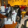 cat, tabby_cat, table, indoor, clutter, furniture, household_items, chair, clothing, floor, tile_floor, tongue_out, pet, domestic_animal, curious, looking_at_camera, wooden_table, warm_lighting, room, interior