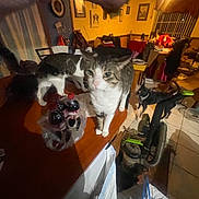 Mister is registered to the contest to win money with this photo: cat, dog, table, bottle, plastic_bag, vacuum_cleaner, chair, curtain, tile_floor, lamp, picture_frame, furniture, indoor, hand, pet, domestic_animal, living_room, clutter, household_item, curious