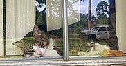Mister joined the competition — help win amazing prizes! cat, window, glass, reflection, vertical_blinds, brick, outdoor, vehicle, tree, pet, resting, indoor, daylight, calm, home, animal, feline, quiet, nature, window_sill