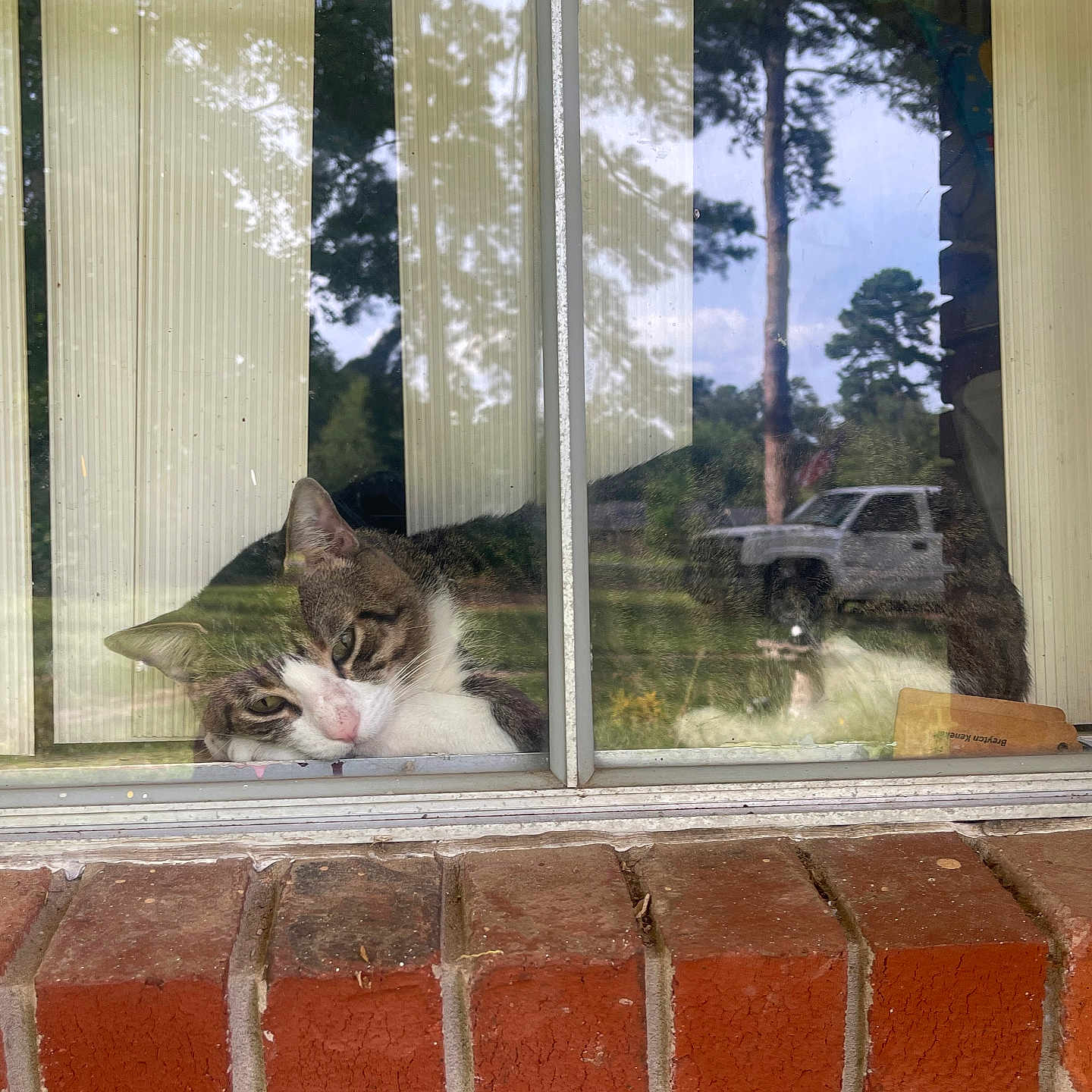 Mister