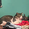 Mister joined the competition — help win amazing prizes! cat, indoor, clothing, pile, furniture, relaxed, tabby, white, brown, resting, pet, domestic_animal, sleepy, textile, fabric, home, comfort, wall, pile_of_clothes, casual