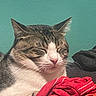 Mister is registered to the contest to win money with this photo: cat, tabby_cat, white_cat, sleeping, resting, clothing, red_clothes, orange_clothes, pile, indoor, pet, feline, whiskers, ears, face, cute, cozy, relaxed, animal, fur