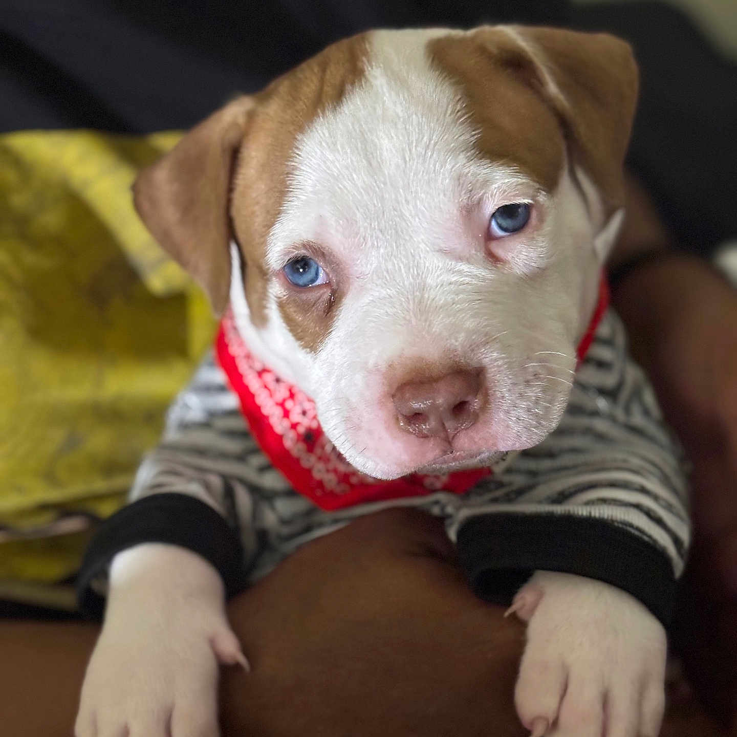 Kj joined the competition — help win amazing prizes! animal, arm, bandana, blue_eyes, brown_and_white, close_up, cozy, cute, dog, expression, fur, indoor, mammal, paws, person, pet, puppy, resting, striped_clothing, young_dog
