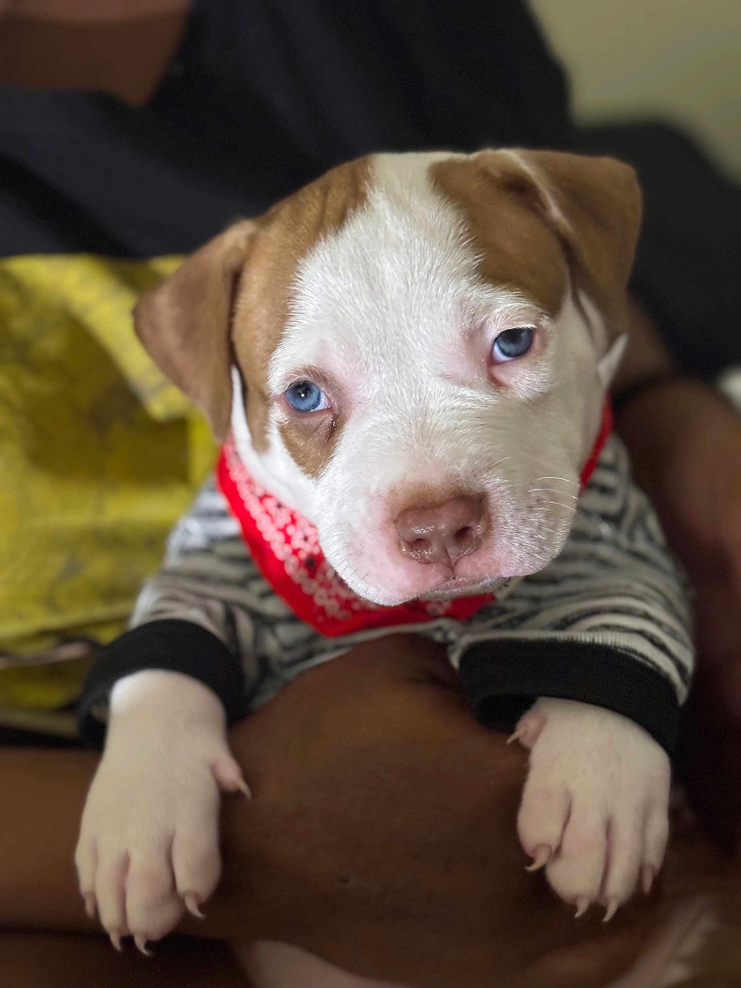 Kj joined the competition — help win amazing prizes! puppy, dog, blue_eyes, bandana, striped_clothing, paws, close_up, person, arm, resting, cute, young_dog, indoor, cozy, pet, fur, brown_and_white, expression, animal, mammal