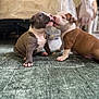 Kj joined the competition — help win amazing prizes! puppies, dogs, brown, white, carpet, floor, indoor, cute, playful, young, pets, animal, snout, fur, sitting, nuzzling, domestic, canine, friendship, household