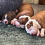 puppy, sleeping, dog, brown, white, carpet, indoor, cute, pet, animal, fur, paw, resting, closeup, adorable, young, three, snuggling, cozy, quiet