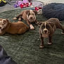 Kj joined the competition — help win amazing prizes! puppy, dog, indoor, rug, green_rug, floor, toy, cushion, brown_dog, white_paws, playful, cute, pet, animal, young_dog, furniture, carpet, resting, standing, three_dogs