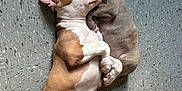 Kj joined the competition — help win amazing prizes! animal, brown_and_white, closeup, companion, cuddling, cute, dog, domestic_animal, floor, friendship, gray_brindle, indoor, laying_down, nap, pets, puppy, resting, sleeping, tile_floor, two_dogs