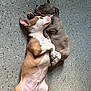 animal, brown_and_white, closeup, companion, cuddling, cute, dog, domestic_animal, floor, friendship, gray_brindle, indoor, laying_down, nap, pets, puppy, resting, sleeping, tile_floor, two_dogs