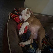Kj is registered to the contest to win money with this photo: animal, blanket, brown_and_white, companion, cozy, cute, cute_pet, dog_bed, domestic_animal, fur, indoor, paw, pet, puppy, relaxed, resting, sleeping, snuggle, toy, young_dog