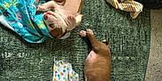 Kj joined the competition — help win amazing prizes! puppy, sleeping, blanket, dog_bed, green_rug, brown_puppy, white_puppy, striped_blanket, polka_dot, floor, indoor, cozy, cute, resting, animal, pet, fur, small_dog, sleep, soft