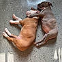 Kj joined the competition — help win amazing prizes! adorable, animal, brown_dog, companionship, cozy, cute, dog, floor, friendship, gray_dog, indoor, laying_down, napping, paw, pet, puppy, resting, sleeping, tile_floor, young_dog