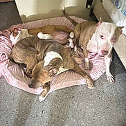 Koby Jr joined the competition — help win amazing prizes! dog, pets, bed, indoor, floor, resting, brown_dog, white_dog, pink_bed, tile_floor, relaxed, animal, canine, sleeping, companion, cozy, house, room, domestic, fur