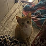 kitten, cat, orange_cat, white_cat, bed, blanket, colorful_blanket, snack_bag, indoor, cozy, curious, pet, animal, feline, soft_lighting, looking_up, young_cat, domestic_cat, resting, cute