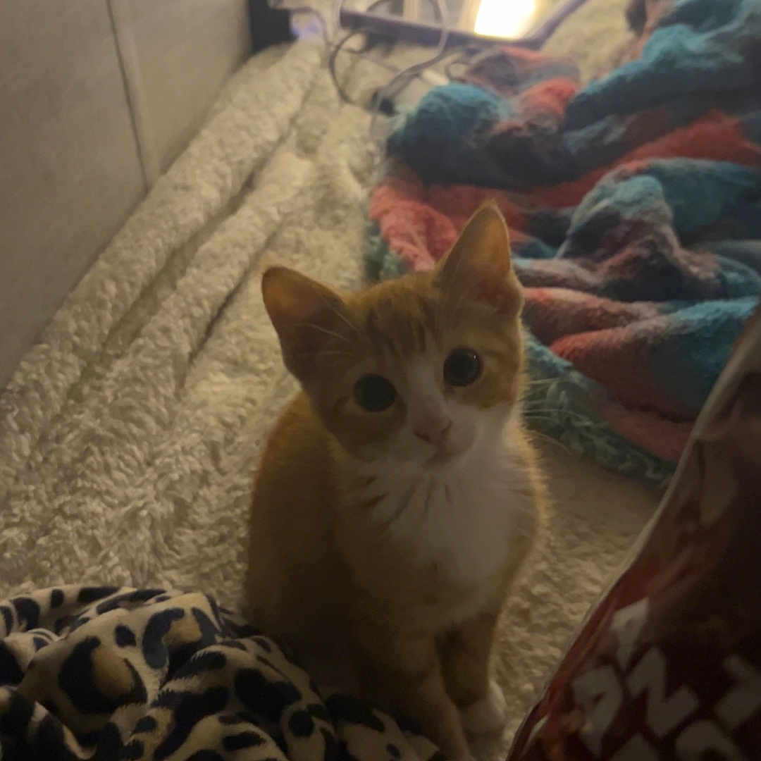 Dorito is registered to the contest to win money with this photo: kitten, cat, orange_cat, white_cat, bed, blanket, colorful_blanket, snack_bag, indoor, cozy, curious, pet, animal, feline, soft_lighting, looking_up, young_cat, domestic_cat, resting, cute