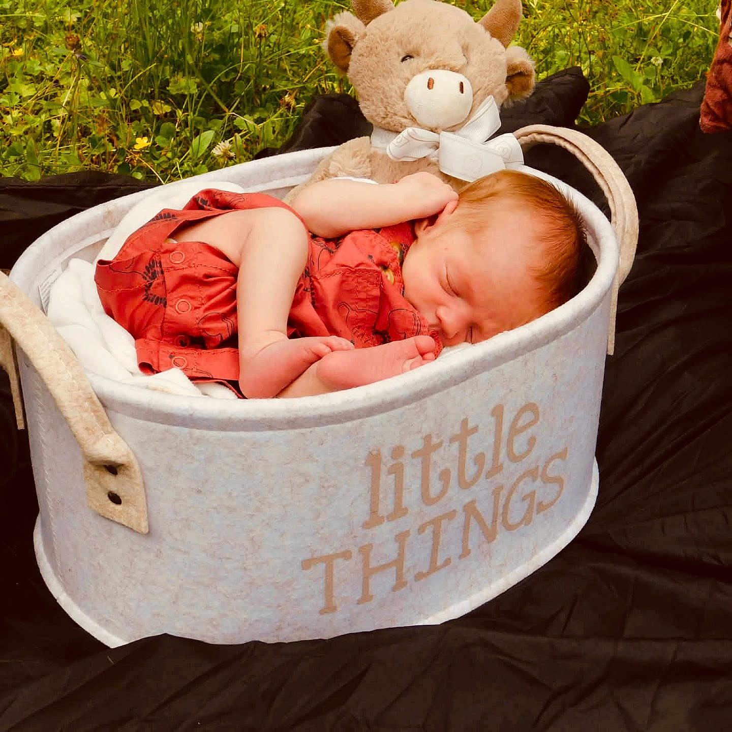 Preston joined the competition — help win amazing prizes! baby, newborn, sleeping, basket, plush_toy, cow_toy, grass, outdoor, blanket, red_clothing, infant, peaceful, cute, soft_toy, nature, resting, child, portrait, cozy, sleep