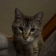 Dutch joined the competition — help win amazing prizes! cat, tabby, animal, pet, feline, whiskers, ears, eyes, paws, indoor, curious, looking_down, fur, mammal, resting, cozy, perch, home, cute, domestic_cat