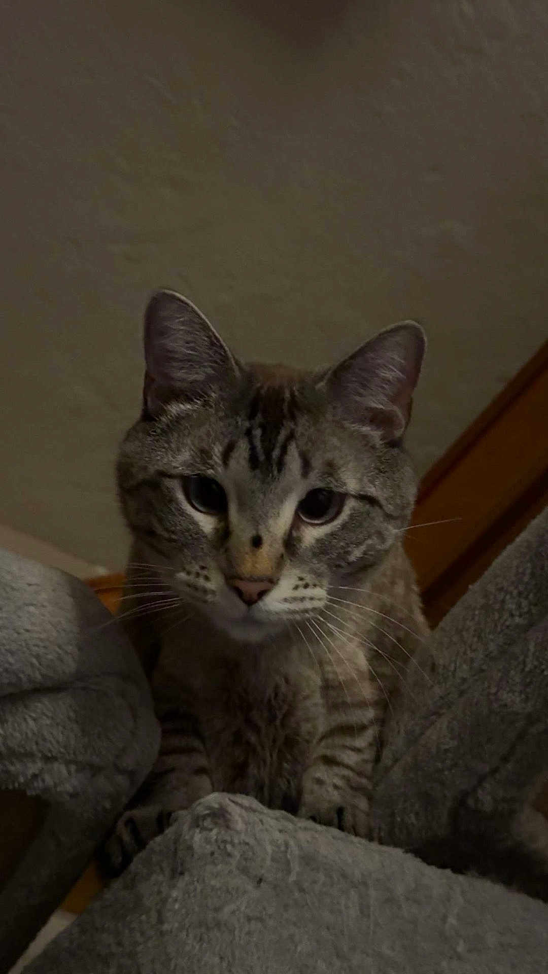 Dutch joined the competition — help win amazing prizes! cat, tabby, animal, pet, feline, whiskers, ears, eyes, paws, indoor, curious, looking_down, fur, mammal, resting, cozy, perch, home, cute, domestic_cat