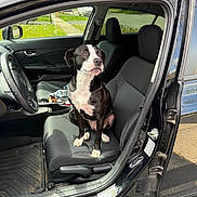 Bella joined the competition — help win amazing prizes! dog, car, car_interior, black_and_white_dog, driver_seat, open_car_door, seat, window, bottle, sunlight, outdoor, roadside, pet, animal, grass, sidewalk, parking, vehicle, seatbelt, dashboard