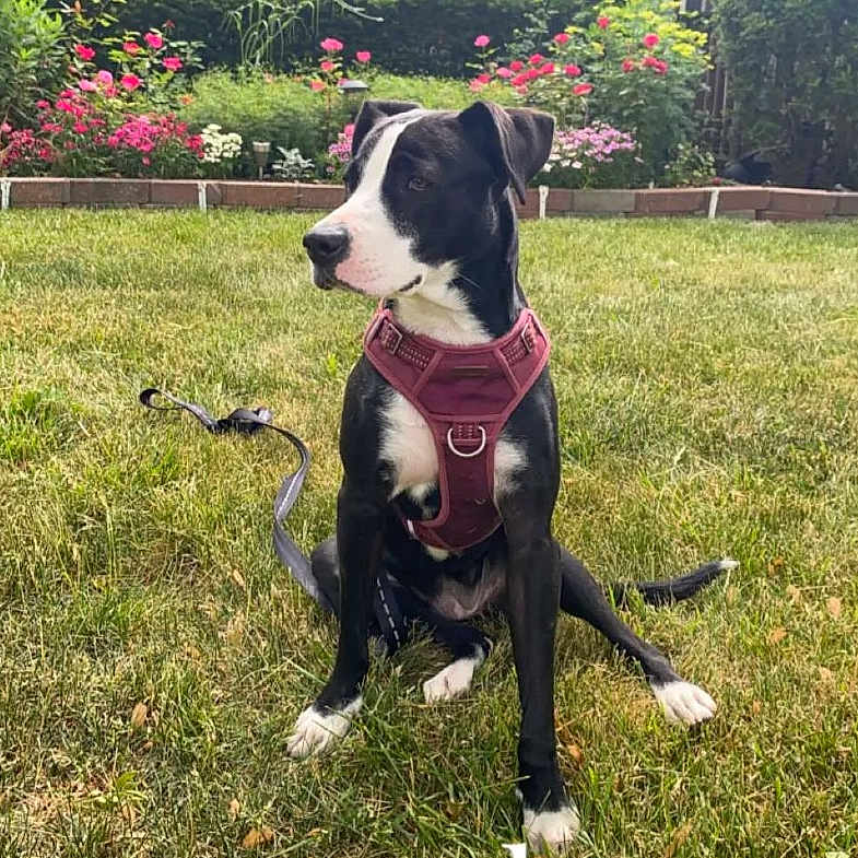 Bella joined the competition — help win amazing prizes! attentive, black_and_white, canine, daylight, dog, ears, flowerbed, garden, grass, greenery, harness, leash, muzzle, nature, outdoor, paws, pet, side_view, sitting, tail