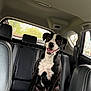 Bella is registered to the contest to win money with this photo: dog, black_and_white, car_interior, leather_seat, happy, smiling, pet, canine, backseat, window, seatbelt, animal, domestic_animal, sitting, looking_at_camera, daylight, vehicle, transport, head, ears