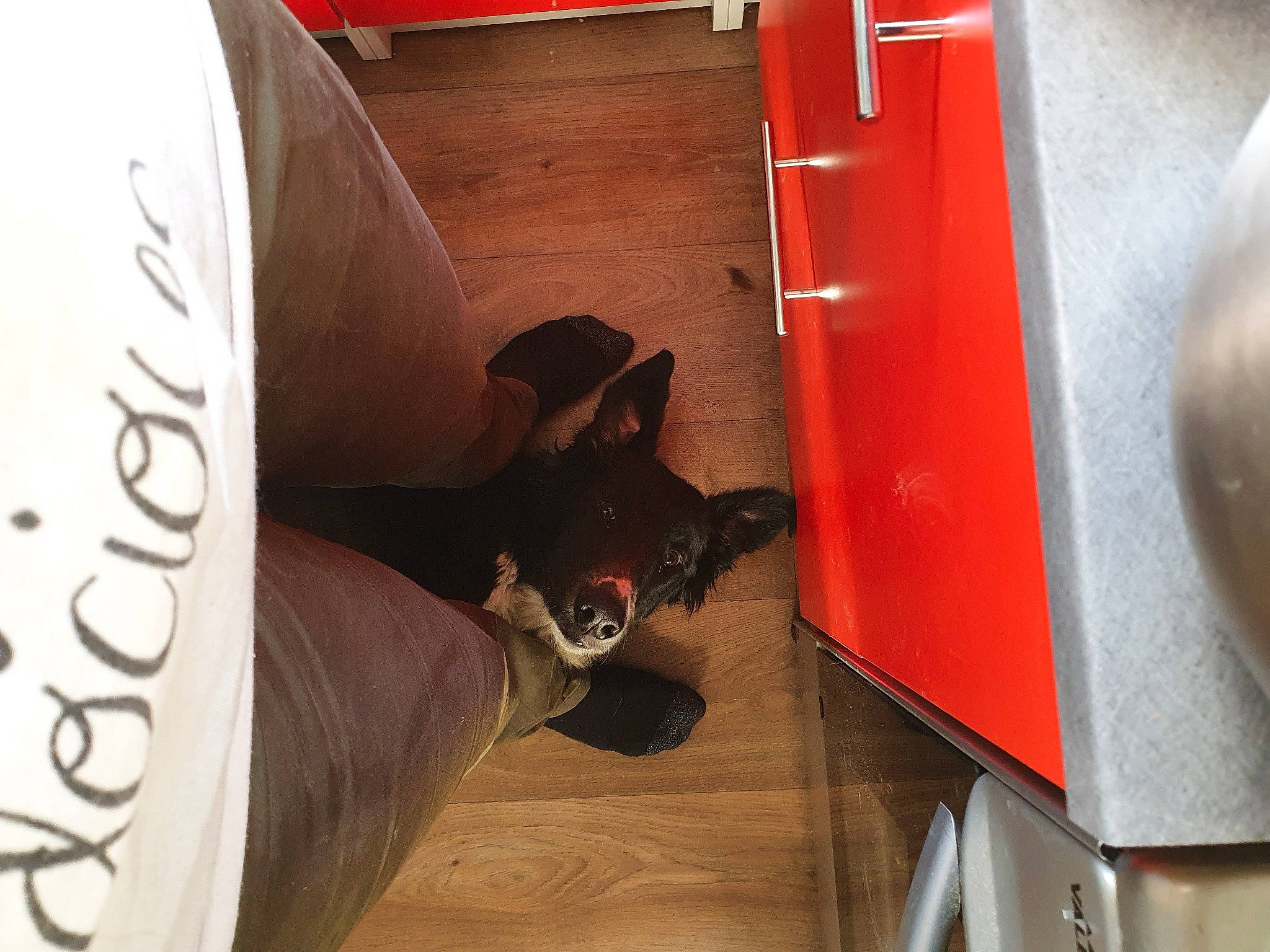 Wolf a rejoint le concours — aidez-le/la à gagner de superbes lots ! red