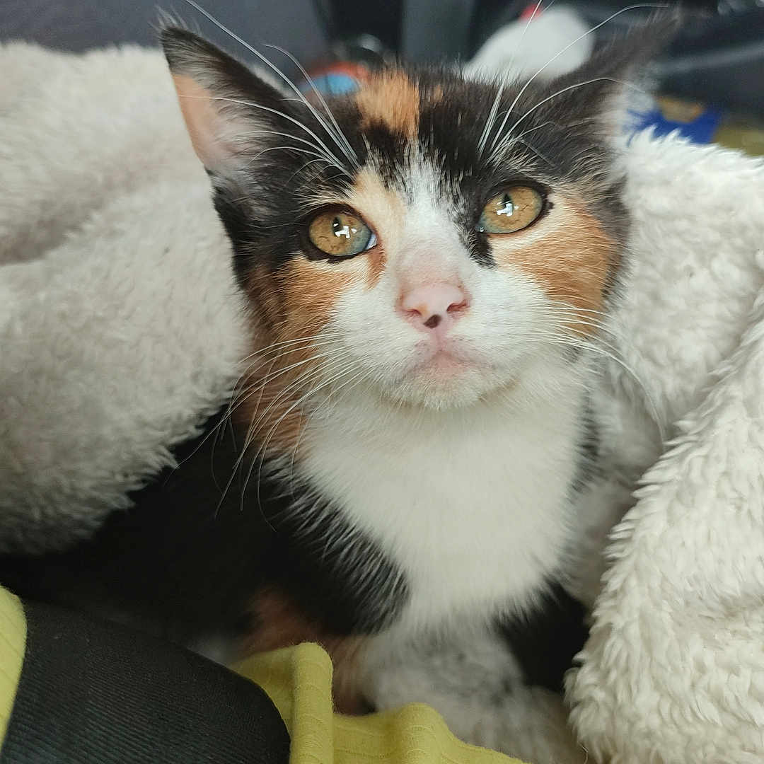 Vanille a rejoint le concours — aidez-le/la à gagner de superbes lots ! abyssinian, alloywheel, animal, armchair, blanket, car, carwheel, cat, chair, couch, cushion, furniture, homedecor, kitten, machine, manx, pet, siamese, spoke, tire