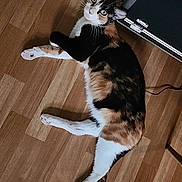 Vanille a rejoint le concours — aidez-le/la à gagner de superbes lots ! animal, calico, cat, cord, cute, domestic_cat, ears, floor, fur, furniture, indoor, looking_up, lying_down, mammal, pet, relaxed, tail, whiskers, wide_eyes, wooden_floor